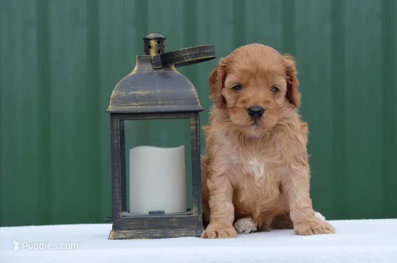 Nico – Cockapoo puppy for sale in Scurry, TX