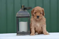 Nico, a male Cockapoo for sale in Scurry, TX – Photo 1 of 4