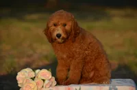 Abby, a female Miniature Goldendoodle for sale in Scurry, TX – 2 of 4