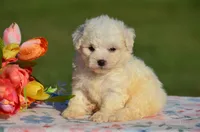 Mindy, a female Bichon Frise for sale in Scurry, TX – 1 of 4