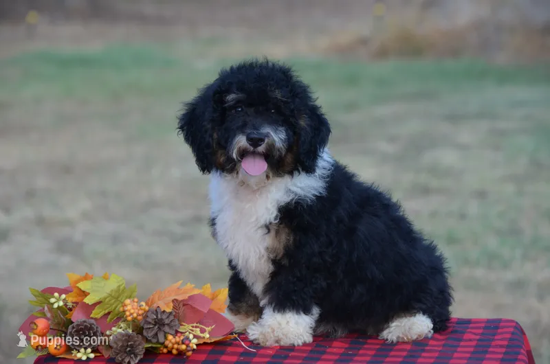 Franky  – Miniature Bernedoodle puppy for sale in Scurry, TX