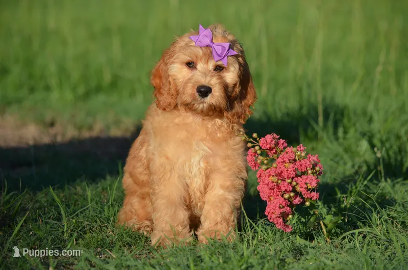 Nayla – Cockapoo puppy for sale in Scurry, TX