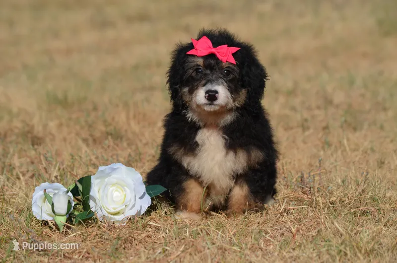 Freda  – Miniature Bernedoodle puppy for sale in Scurry, TX