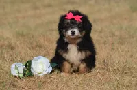 Freda , a female Miniature Bernedoodle for sale in Scurry, TX – 1 of 6