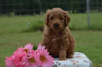 Wendy , a female Goldendoodle for sale in Scurry, TX – 2 of 4