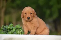 Scout, a male Golden Retriever for sale in Scurry, TX – Photo 1 of 4