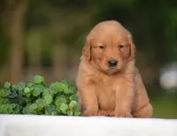 Scout, a male Golden Retriever for sale in Scurry, TX – Photo 2 of 4