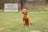 Scout, a male Golden Retriever for sale in Scurry, TX – Photo 4 of 4