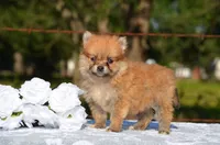 Hope, a female Pomeranian for sale in Scurry, TX – 1 of 4