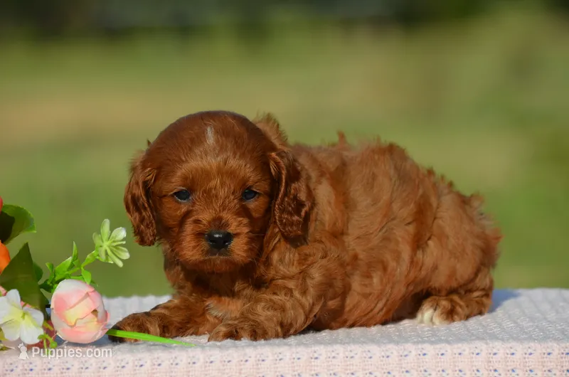Tracy  – Cavapoo puppy for sale in Scurry, TX