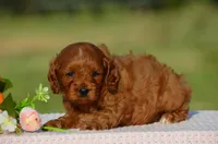 Tracy , a female Cavapoo for sale in Scurry, TX – 1 of 2