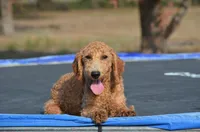 Abby, a female Miniature Goldendoodle for sale in Scurry, TX – 2 of 6
