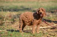 Grant , a male Cockapoo for sale in Scurry, TX – 3 of 4