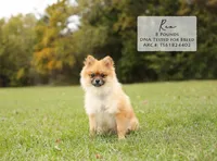 Hope, a female Pomeranian for sale in Scurry, TX – 4 of 4