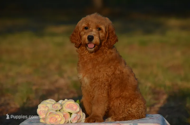 Ashley  – Miniature Goldendoodle puppy for sale in Scurry, TX
