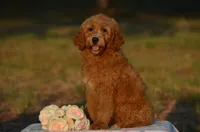 Ashley , a female Miniature Goldendoodle for sale in Scurry, TX – 1 of 4