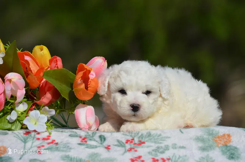 Macy – Bichon Frise puppy on hold in Scurry, TX