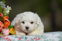 Macy, a female Bichon Frise for sale in Scurry, TX – Photo 2 of 4