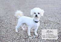 Macy, a female Bichon Frise for sale in Scurry, TX – Photo 4 of 4