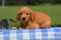 Rio , a male Golden Retriever for sale in Scurry, TX – 2 of 2