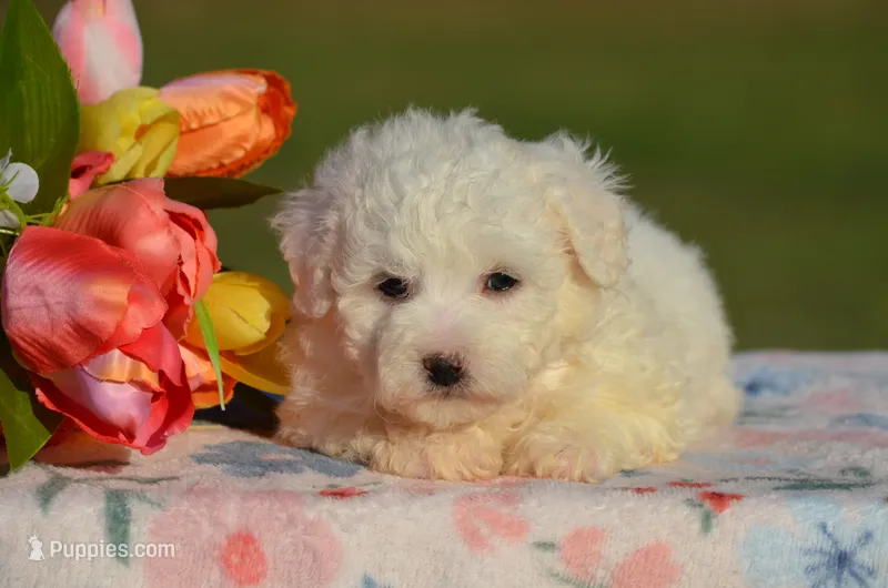 Molly – Bichon Frise puppy for sale in Scurry, TX
