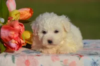 Molly, a female Bichon Frise for sale in Scurry, TX – 1 of 4