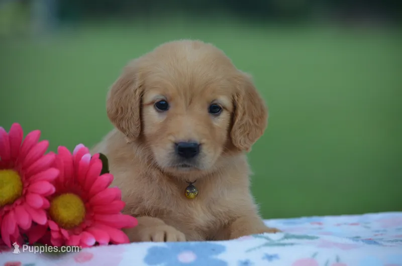Roxy  – Golden Retriever puppy for sale in Scurry, TX