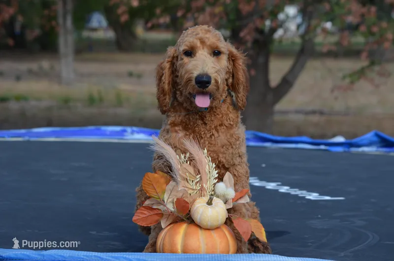 Alex – Miniature Goldendoodle puppy for sale in Scurry, TX
