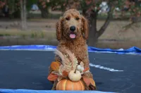 Alex, a male Miniature Goldendoodle for sale in Scurry, TX – 1 of 6