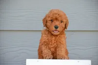 Daska , a female Miniature Goldendoodle for sale in Scurry, TX – 2 of 4