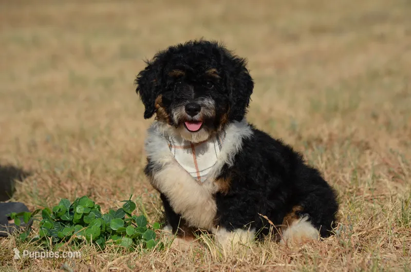 Franky  – Miniature Bernedoodle puppy for sale in Scurry, TX