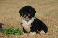 Franky , a male Miniature Bernedoodle for sale in Scurry, TX – 1 of 6