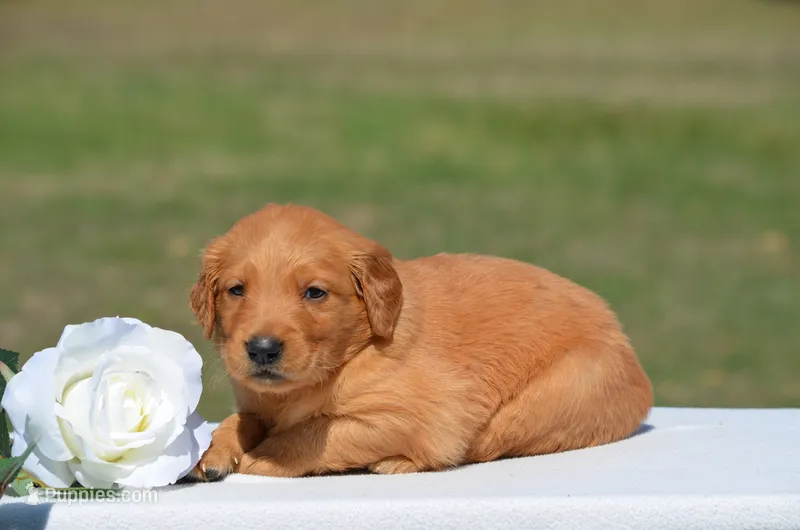 Sierra – Golden Retriever puppy for sale in Scurry, TX