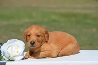 Sierra, a female Golden Retriever for sale in Scurry, TX – 1 of 4