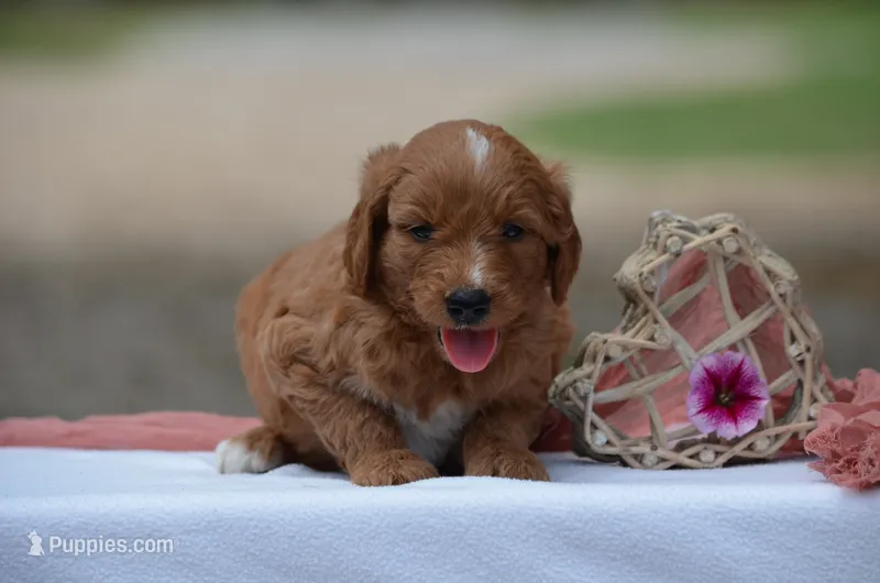 Lilli – Goldendoodle puppy for sale in Scurry, TX