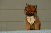Hasko, a male Pomeranian for sale in Scurry, TX – 2 of 6