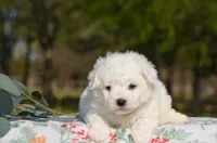 Marc, a female Bichon Frise for sale in Scurry, TX – Photo 2 of 4