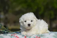 Marc, a female Bichon Frise for sale in Scurry, TX – Photo 1 of 4