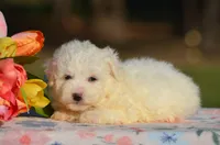 Molly, a female Bichon Frise for sale in Scurry, TX – 2 of 4