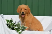 Sardo , a male Golden Retriever for sale in Scurry, TX – 2 of 4