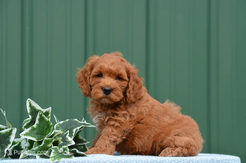 Neo – Cockapoo puppy for sale in Scurry, TX