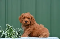 Neo, a male Cockapoo for sale in Scurry, TX – 1 of 1