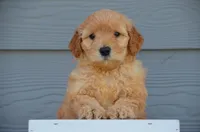 Dasko , a male Miniature Goldendoodle for sale in Scurry, TX – 2 of 4