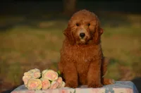 Abby, a female Miniature Goldendoodle for sale in Scurry, TX – 1 of 4