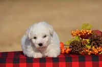 Tiffany, a female Bichon Frise for sale in Scurry, TX – 2 of 4