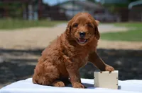 Lardo, a male Goldendoodle for sale in Scurry, TX – 2 of 4