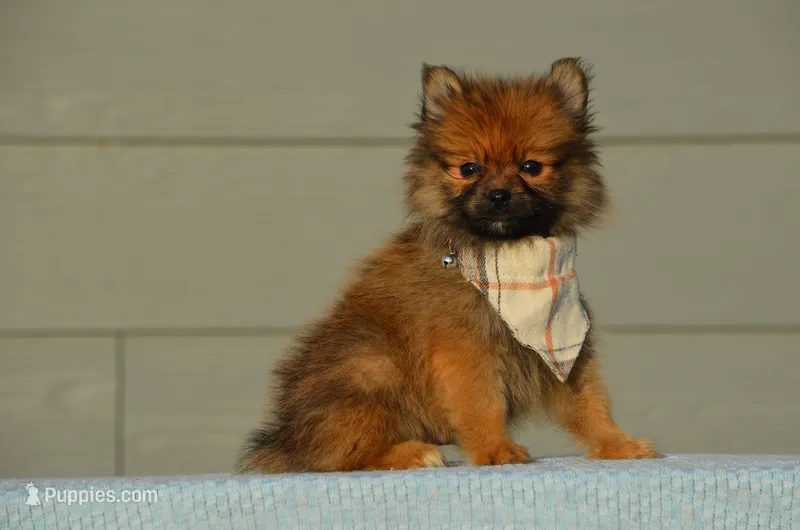 Hasko – Pomeranian puppy for sale in Scurry, TX