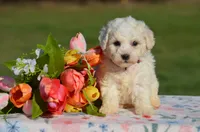 Matilda, a female Bichon Frise for sale in Scurry, TX – 2 of 4