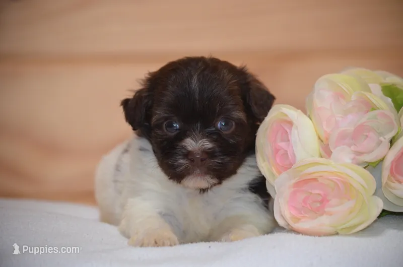 Daisy – Havanese puppy for sale in Scurry, TX