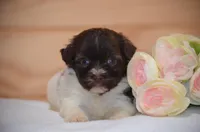 Daisy, a female Havanese for sale in Scurry, TX – Photo 1 of 4